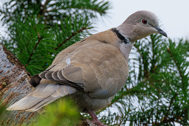 Collared dove looking at you
